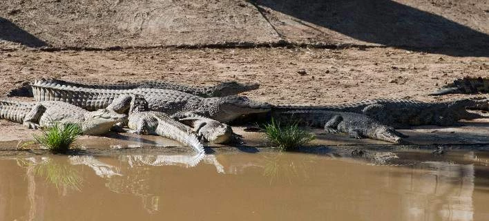 Τζιχαντιστές φέρεται να πέταξαν ζευγάρι Βρετανών σε ποτάμι με κροκόδειλους
